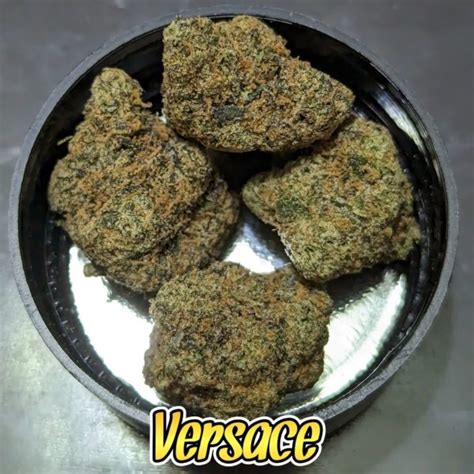 versace og tins|versace strain.